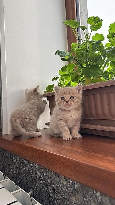 van pişiyi qiymeti: 100 ile 500 arasi cins saf qan saqlam pisiklerimiz var sekilde olmayan — 3