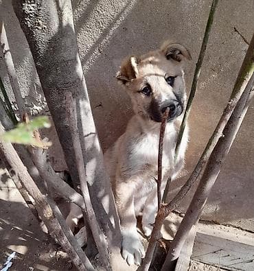 bakida it barinagi: Balaca, mehriban balaca it balası - Cins: qarışıq (orta–iri ölçülü — 3