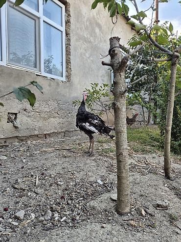 danisan qus: Erkək, Kanada, Damazlıq, Ödənişli çatdırılma — 1