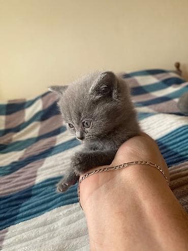 K/t heyvanları və malları: Boz tüklü balaca pişik balaları - Cins: boz, qısa tüklü (monoxrom — 4