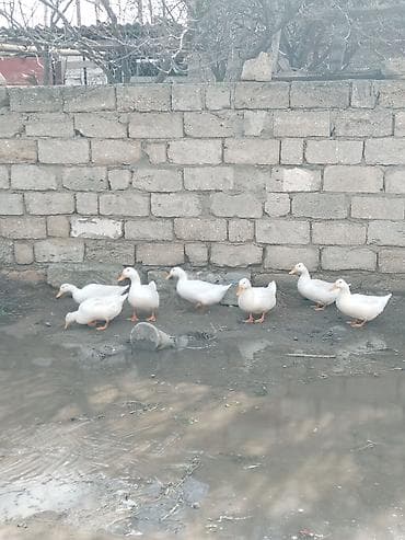 Şirniyyat məhsulları: Məhsul: Ördək yumurtası Pekin ordek yumurtası tam arginal mayali — 3