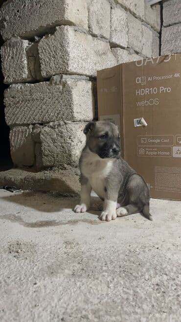 afcarka itlerin satisi: 1 ay, Erkek, Peyvəndli — 2