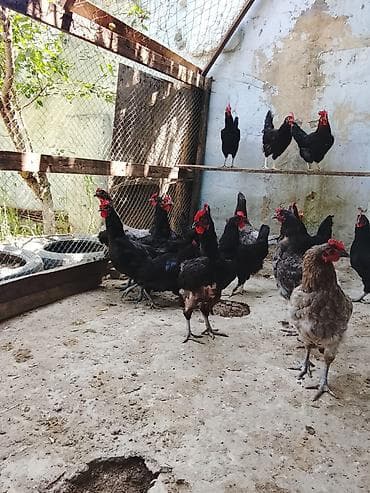 quş xana: 22 toyuğ 2 dənə Beçə 6 hinduşqa ((3 aylığdılar)) 1 ana Hinduşqa 1 — 2