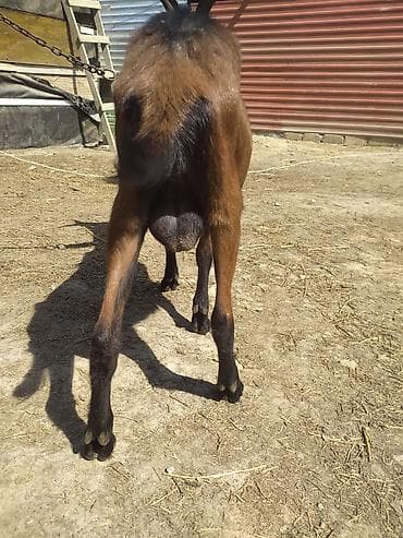 ereb keçisi: Salam alpin oberhas təkəsi satılır bir yaşı var aktiv təkədir təmiz — 3