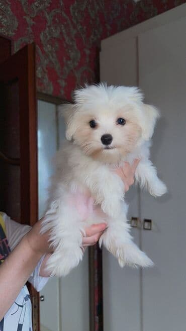 где можно купить собаку мальтипу: Saf ağ rəngli, uzun və ipək kimi tüklü Maltese balaları. - Cins — 2