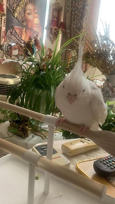 Ağ rəngli nimfa tutuquşu (cockatiel) - Növ: Nimfa tutuquşu, tam