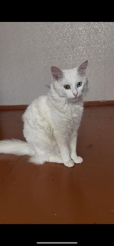 pişik gəncə: Türk anqora, Yaxşı əllərə — 1