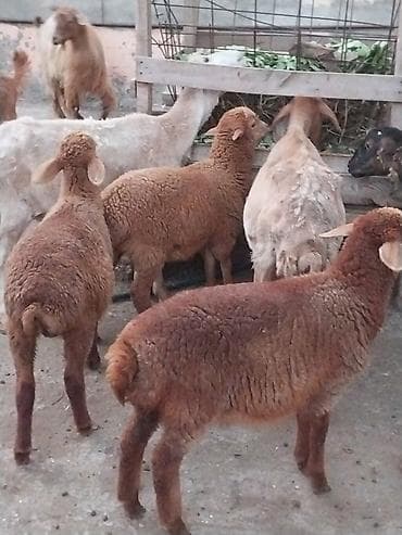 qara mal: Damazlığ ana bala qoyunlar satılır. Balaların biri dişi, ikisi — 2