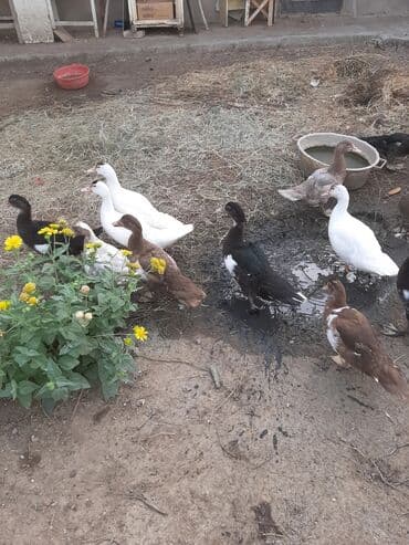 Букетные цветы: Salam.Əlairişirin iydə ağacları.Öz bağımdan.Ünvan Bilgəh.1ədəd 15 — 4