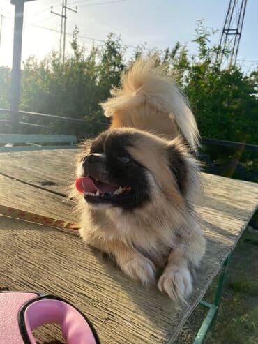 setteri it cinsinin digər adı: Pekines, 2 il, Erkek — 4