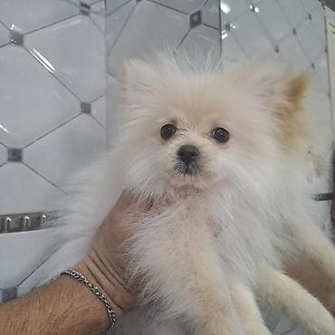 Digər heyvanlar: Şpitz — 2