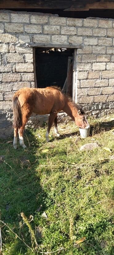 сколько стоит лошадь в азербайджане: Salam aleykum satılır atası və anası Qarabağ atıdı istiyən olsa əlaqə — 1