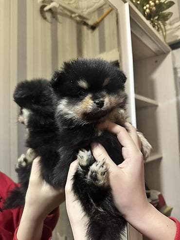 Akvariumlar: Şpitz — 3