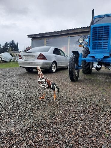 Digər heyvanlar: Rəngbərəng xoruz - Cins: yerli qarışıq tip (uzunboylu, yığcam bədən — 1