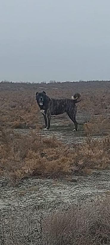 itler pikines: Alabay, 4 il, Erkek, Peyvəndli, Ödənişli çatdırılma — 2