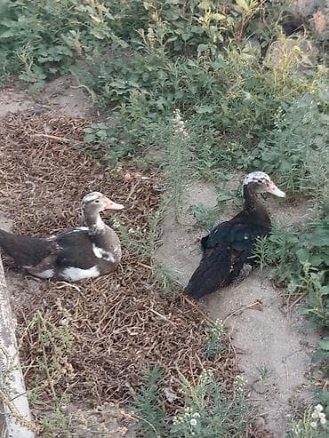 Kənd təsərrüfatı quşları: Dişi, | Lal ördək, Ətlik, Ünvandan götürmə, Ödənişli çatdırılma — 4