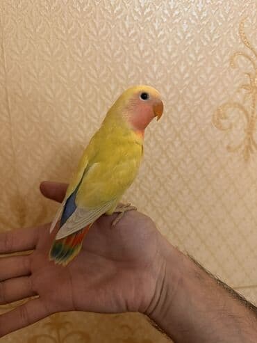 ZİL: Növbə: Sevgi quşu (lovebird), əl öyrəşmiş Xüsusiyyətlər: - Parlaq — 7