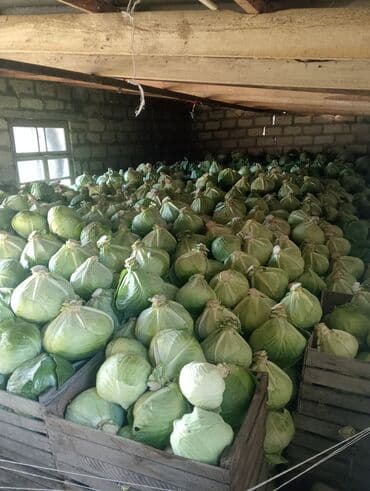 Tərəvəzlər: Məhsul: Ağ kələm (baş kələm) Təsvir: - Anbar şəraitində taxta — 4