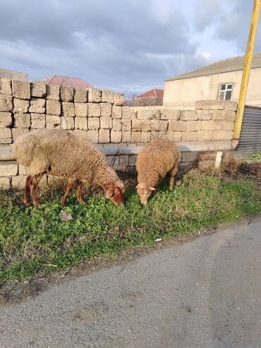 qurbanliq qoyun paltari: Məhsul: Qoyunlar (2 baş)
Balası erkəkdi — 2