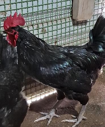 Qara rəngli xoruz alman sortu afstrilop temiz 8ay aktiv - Rəng: tam