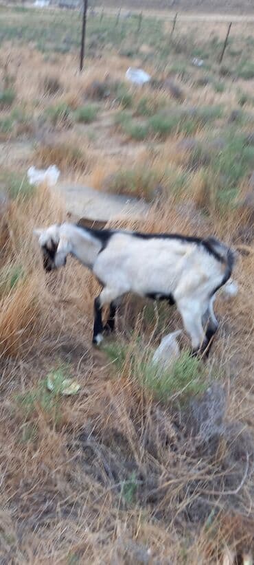 Qazlar: Erkək, Alpine, il: 1, 28 kq, Damazlıq, Ödənişli çatdırılma — 1