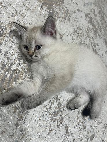 Şirin balaca pişik – açıq krem rəngli tüklər, qulaqlarda, pəncələrdə lalafo.az -da Şirin balaca pişik – açıq krem rəngli tüklər, qulaqlarda, pəncələrdə