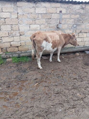 erkek dana satilir: Südlük/damazlıq inək - Cins: yerli qarışıqlıq, açıq-qəhvəyi rəngli — 2