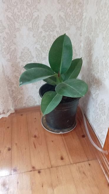ağac: Fikus elastika (rezin ağacı) – bəzək məqsədli iri otaq bitkisi - Növ — 8