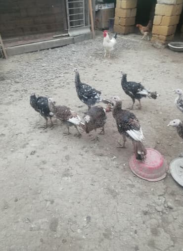 Məhsul: Hinduşka balaları (qarışıq rənglər) Təsvir: - Həyət