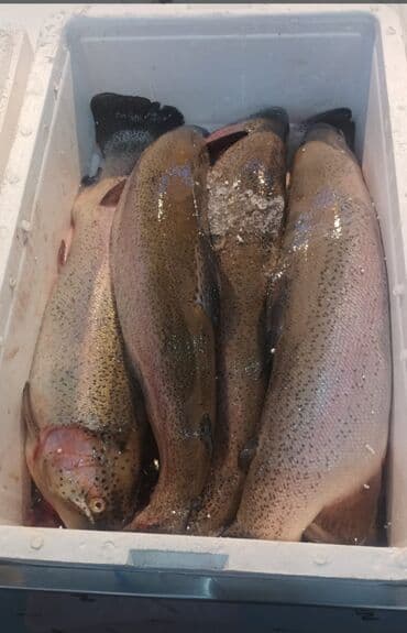 İçkilər: Məhsul: İris (göy qurşağı) alabalığı – bütöv, başlı və qarın hissəsi — 2