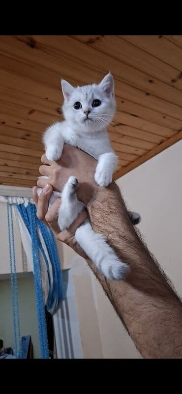 отдам котят в хорошие руки: Silver sinsila temiz qan dişidi Anada atada silverdi saqlam baladi — 6