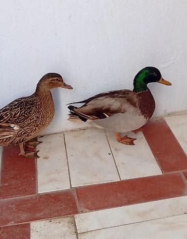 qus iran: Kimde yaşıl baş ördrk varsa mənə yasın bir cüt erkek dişi lazimdi — 1