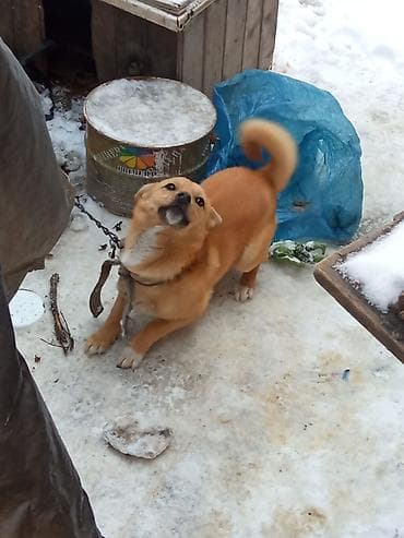 it adlari qiz: Dişi 2 yaşı var çübüşdu əla itdi həyətə adam buraxmır — 4