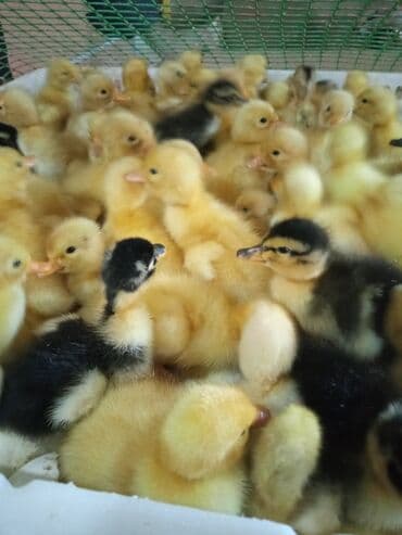 Cücələr: Dişi, | Kuban, Damazlıq, Ünvandan götürmə, Ödənişli çatdırılma, Rayonlara çatdırılma — 2