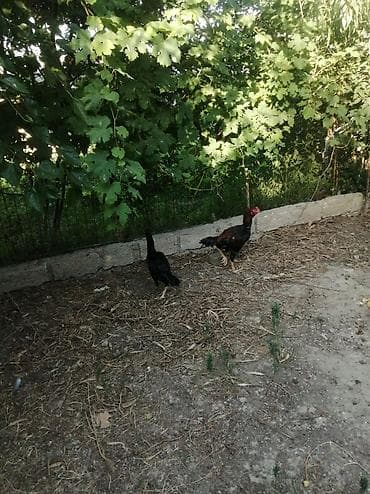 Toyuq cücələri, Damazlıq — 2