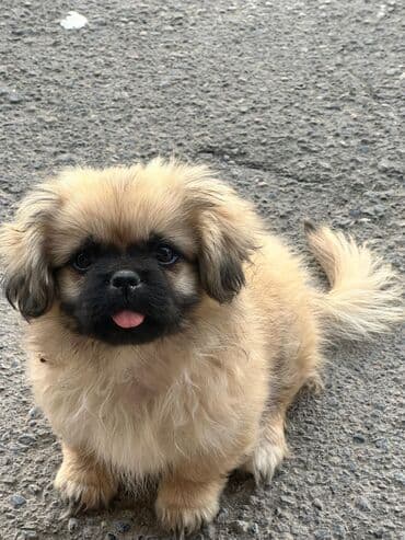 it yuvasi: Pekines, 2 ay, Dişi, Peyvəndli, Rayonlara çatdırılma — 7