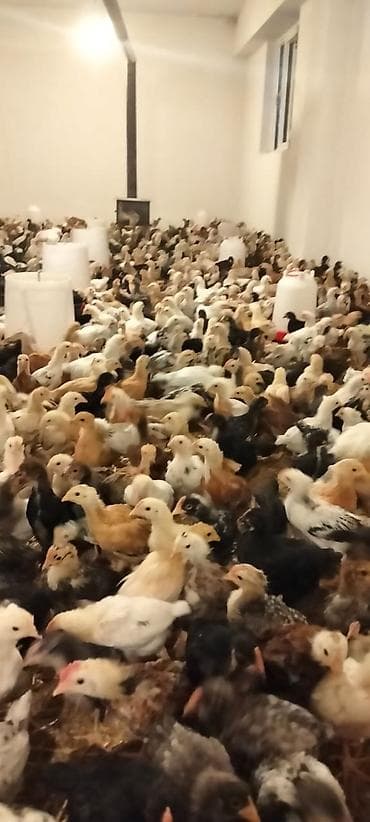 Toyuq cücələri, Ətlik