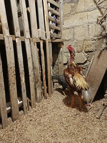 Çu şamo heyvan tüləkdi quyruğ boyunu 1 yaş 2 ayliğ civarındadı hündür lalafo.az -da Çu şamo heyvan tüləkdi quyruğ boyunu 1 yaş 2 ayliğ civarındadı hündür