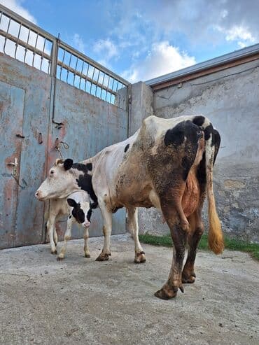 inək satşı: 15 litir süd verir 3 qarına doğub 25 gündü doğub balası dişdi — 5
