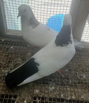 katibə quşu: 3 ədəd göyərçin. Ünvan Sabunçu. Dişi qara boynugüllü — 1