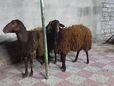 ev sicani: Qoyunlar – yerli cins, qəhvəyi/qum rəngli yunluqla. - Say: şəkillərdə — 3