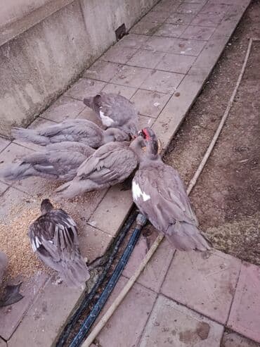 ordək bala: Lavada ordeyler satılır temiz qadilar — 2