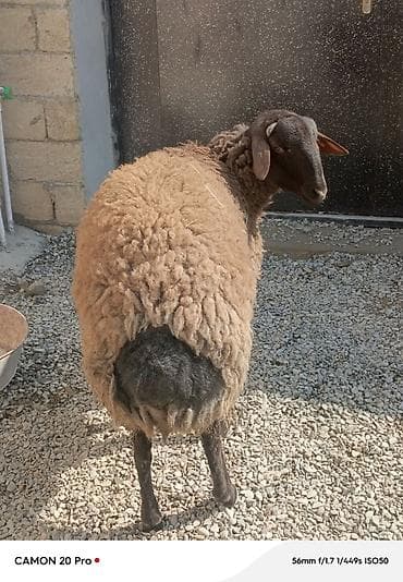 Digər heyvanlar: Salam super 11 aylıq həm damazlıq həmdə ətliy tooglu satılır.təcili — 1