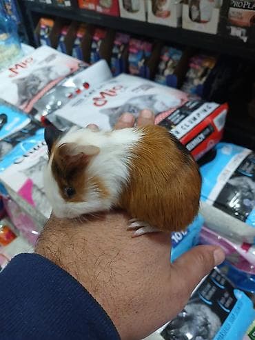 qaz satilir: Dəniz donuz( marskoy svinka) balaları satılır. Ailə mühitinə — 6