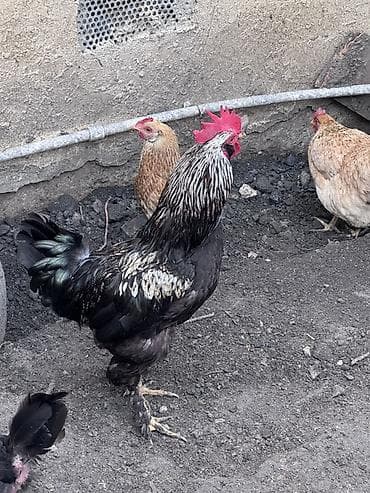 heyvan bazarı tap az: Salam 2 eded heyet xoruzu satılır cütü 60 azn dalaşmırlar bir heyetde — 4