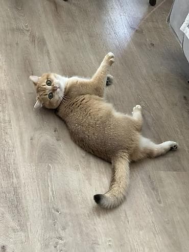 Qızıl şinşilla, Erkək, Yaxşı əllərə, Ödənişli çatdırılma