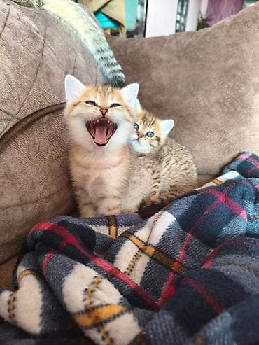 sinsila: Şinşilla, Erkək, Dişi, Pulsuz çatdırılma — 6