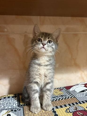 Грызуны: Шотладская вислоухая, В добрые руки — 3