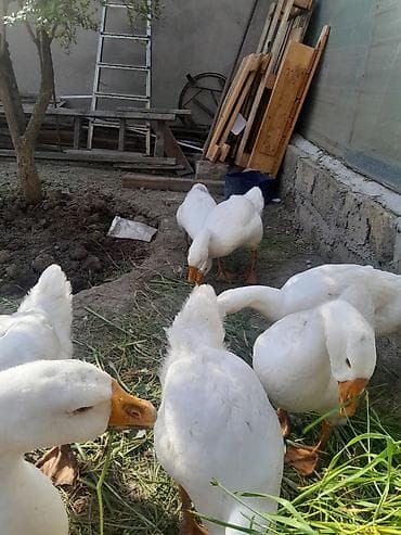 cucelerin satisi: Linda qazları. Mart ayının 21 yumurtadan çıxmış balalardır . Ətlik — 4
