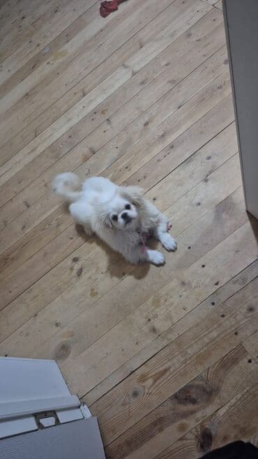 Opel: Pekines, 4 ay, Erkek, Ünvandan götürmə — 1